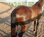 horseass.jpg
